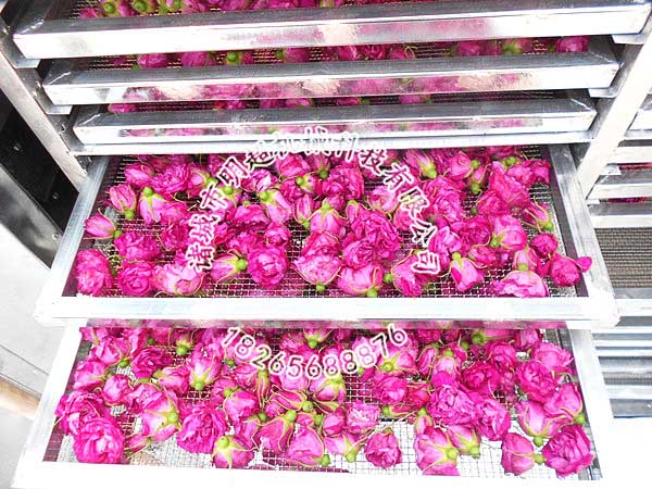 玫瑰花烘干案例.jpg