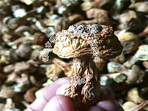 松茸烘干機案例.jpg