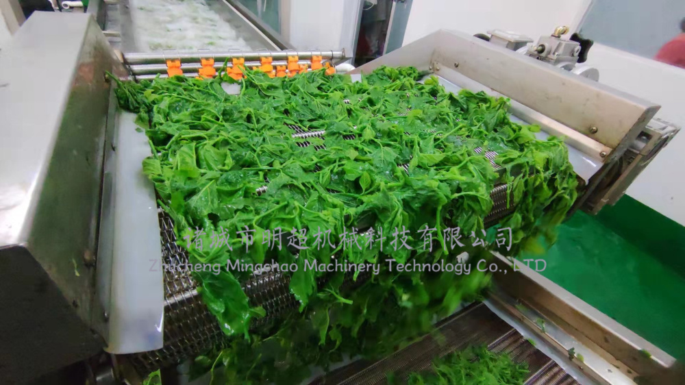 桑芽菜清洗漂燙流水線 (2).jpg