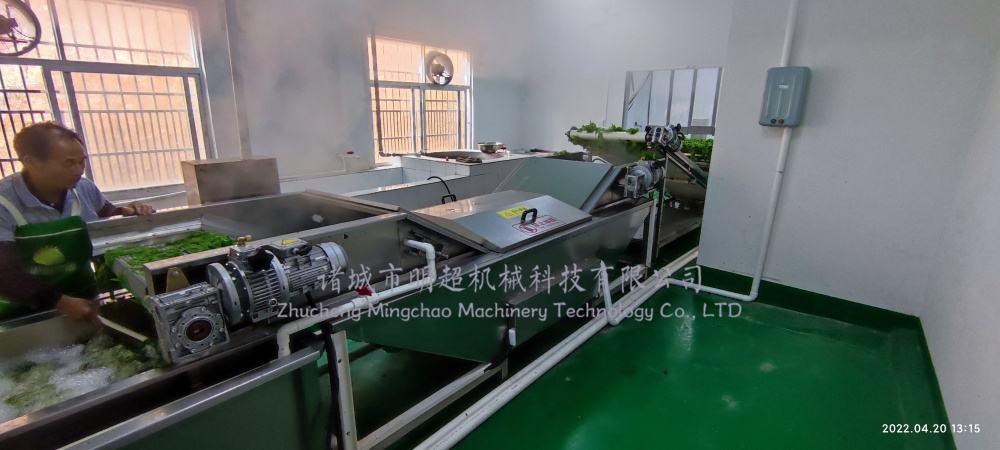桑芽菜清洗漂燙流水線 (5).jpg